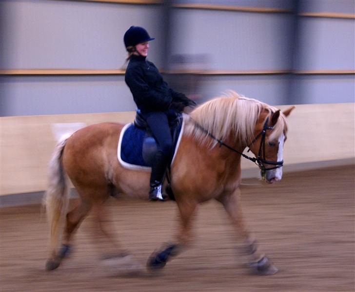 Haflinger            Amadeus billede 11