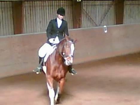 Pinto pocahontas - stævne billede 11