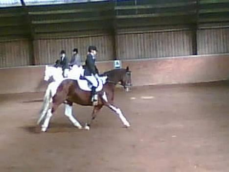 Pinto pocahontas - stævne billede 12