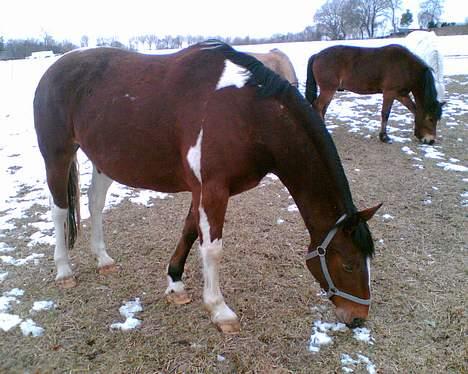 Pinto pocahontas billede 13