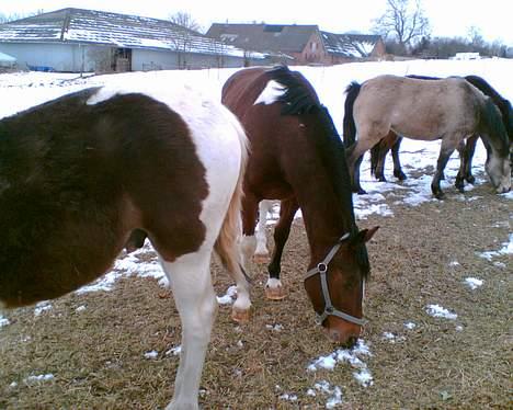 Pinto pocahontas billede 14