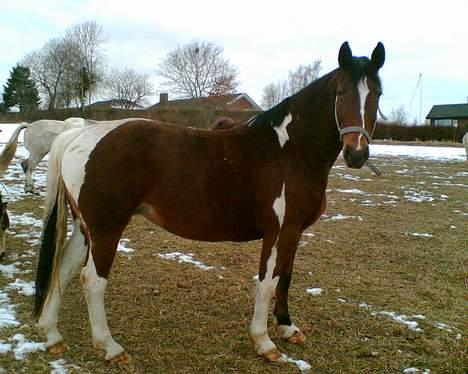 Pinto pocahontas billede 15