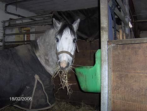 Welsh Mountain (sec A) Flying Angel - altid sulten billede 4