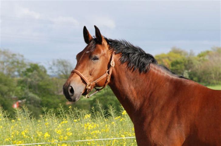 Dansk Varmblod Savannah - Vanka - Et lille profilbilled billede 14