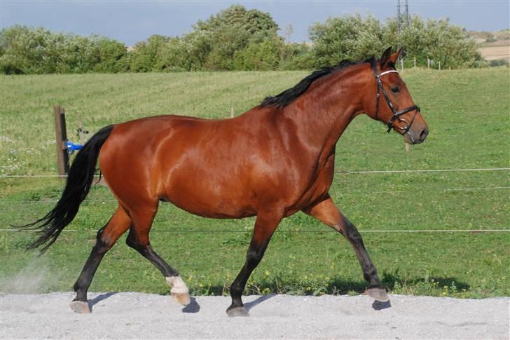 Dansk Varmblod Savannah - Vanka - d. 3. august 08 billede 15