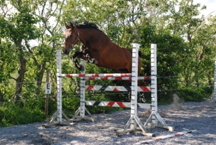 Dansk Varmblod Savannah - Vanka - Vuhu løsspring - det syntes Savannah er for sjovt. 1.30 cm. billede 17