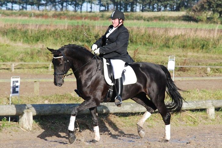 Dansk Varmblod Miss Melanie - Nr. 18. Første stævne - hun var rigtig sød :) billede 18