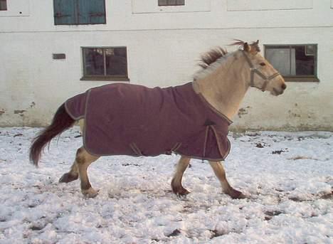 Gotlandsruss Tarpans hanette - Afsted det går, ude på folden... synes lige at hun skulle have det sidste ud, inden hun skulle ind... billede 8