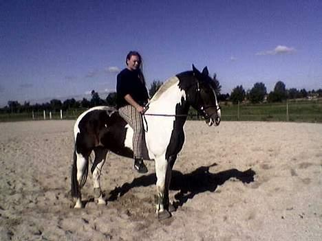 Pinto langager tinka - en tur uden sadlen.. billede 20