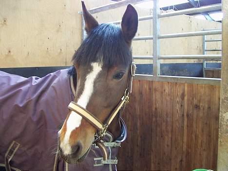 Connemara Hovfelds Cover Girl billede 10