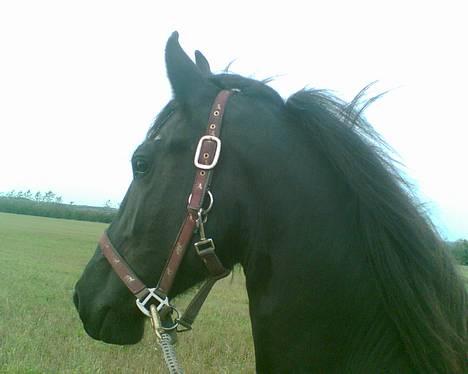 Frieser Sasia Ellemose - Sasias smukke hoved:) billede 1