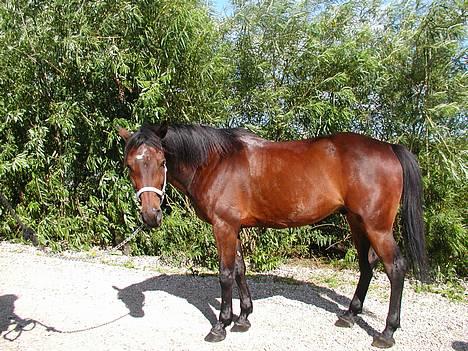 Traver nico queen billede 1