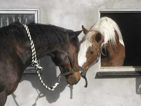 Traver nico queen billede 2