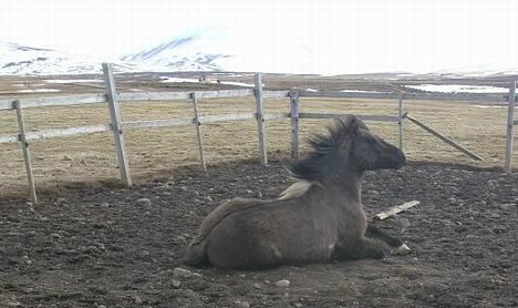 Islænder *Röst frá Efri-Lækjarda  billede 6