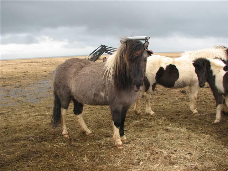 Islænder *Röst frá Efri-Lækjarda  billede 7