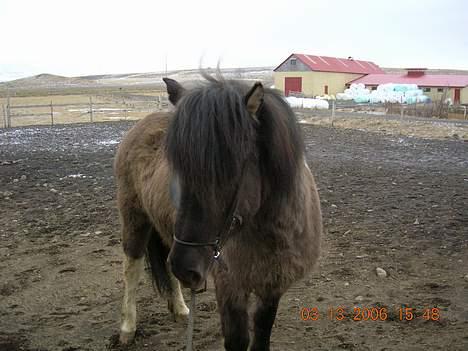 Islænder *Röst frá Efri-Lækjarda  billede 8