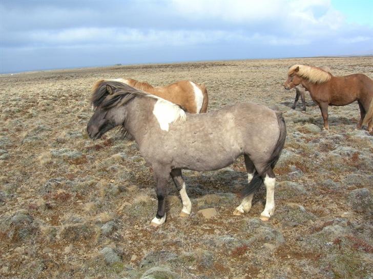 Islænder *Röst frá Efri-Lækjarda  - Nyest billede fra maj 2007 billede 9