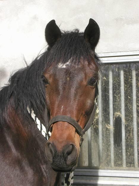 Traver nico queen billede 3