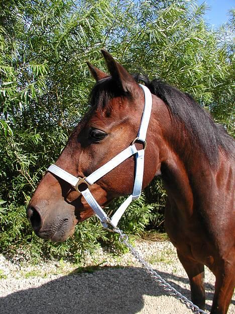 Traver nico queen billede 4