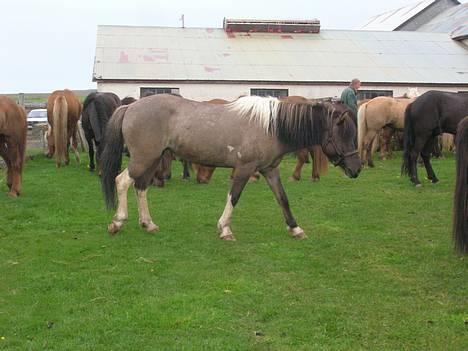 Islænder *Röst frá Efri-Lækjarda  - MEget træt efter 4 timers ridt og der magler vi 30km før vi kan hvile for natten... men det klare fint billede 10