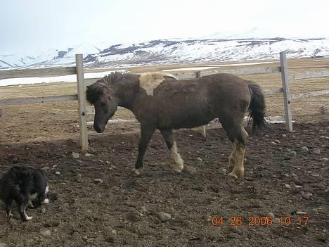 Islænder *Röst frá Efri-Lækjarda  billede 11