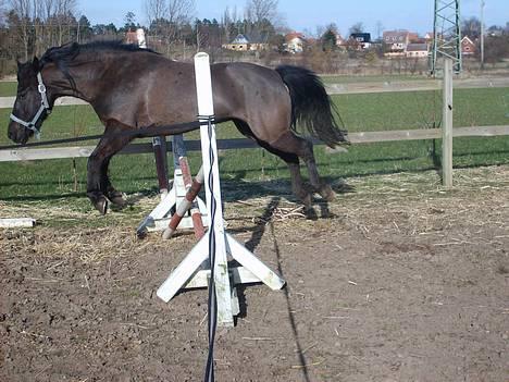 Anden særlig race Lola (Bedste Pony min) :D - løsspringning... :D billede 12