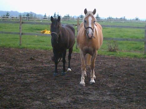 Anden særlig race Lola (Bedste Pony min) :D - de er skøre sammen billede 16