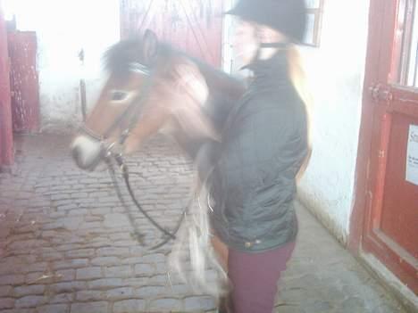 Dartmoor asterix - skal vi at have sadle og hovedtøj af efter en lang ridetur billede 8