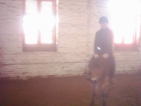 Dartmoor asterix - der rider jeg på ham i ridehuset billede 9