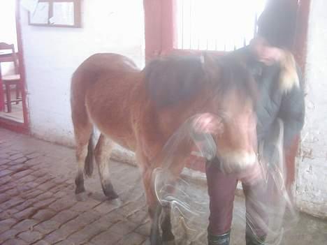 Dartmoor asterix - er ved at blivet striglet og nysset med billede 10