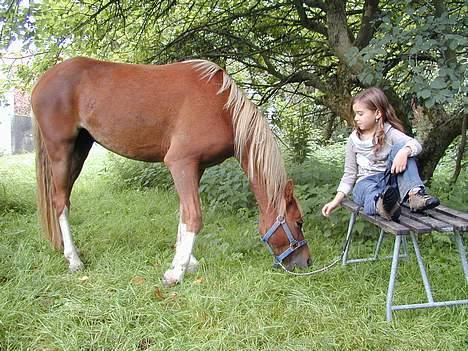 Welsh Pony af Cob-type (sec C) Midnight <3 - altid i mine tanker, altid i min væredag og altid i mit hjerte<3  billede 1