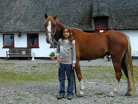 Welsh Pony af Cob-type (sec C) Midnight <3 - "han bliver jo mindrer og mindere;b" men stør og stør i mit hjerte. ja du var min stor pony den gang;) billede 2