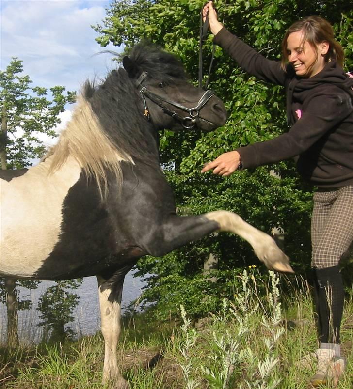 Shetlænder | Kærholms Indian  - Mig og Indian ved havet ;) " spansk skridt  " :) billede 20