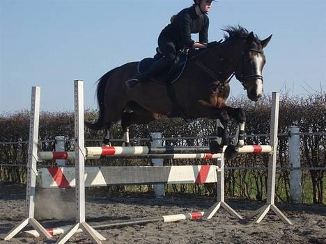 Dansk Varmblod Dinétt Stengaard *SOLGT* - Dinett og jeg til stævne billede 4