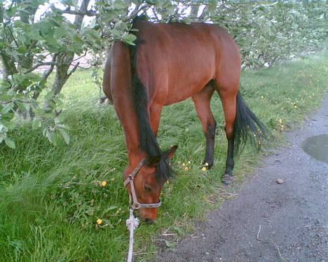 Anden særlig race Flicka R.I.P - Hmm det er dejligt med noget græs :-) billede 5