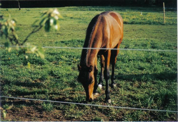 Anden særlig race Flicka R.I.P - flicka som 2 års billede 6