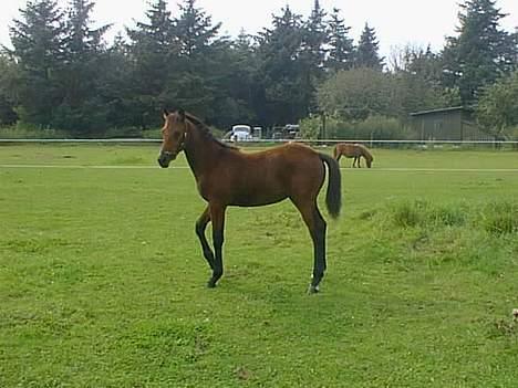 Anden særlig race Flicka R.I.P - flicka som føl billede 7