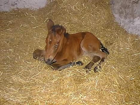 Anden særlig race Flicka R.I.P - flicka hvor hun kun er 4 dage gammel billede 8