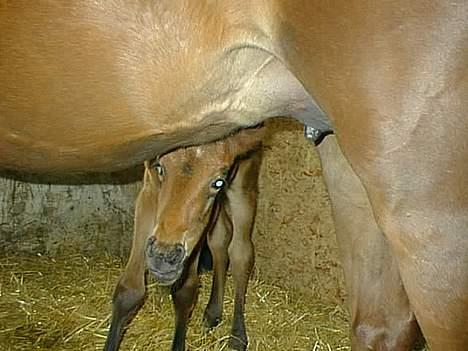 Anden særlig race Flicka R.I.P - flicka som 4 dage gammel, og lige titter ud under hendes mors mave, efter at have fået sig en tår mælk billede 9