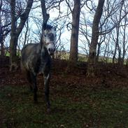 Anden særlig race Cheval