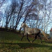 Anden særlig race Cheval
