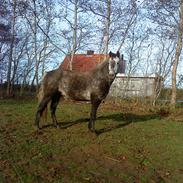 Anden særlig race Cheval