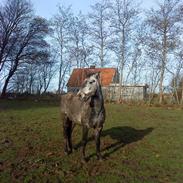 Anden særlig race Cheval