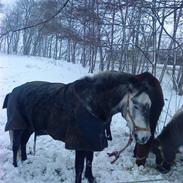 Anden særlig race Cheval