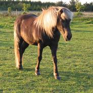 Islænder Silfur fra Nylund