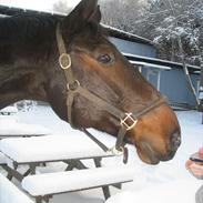 Dansk Varmblod Tjørnelys Romandeur