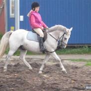 Anden særlig race Prop (solgt) :´(