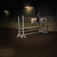 Anden særlig race Prop (solgt) :´(