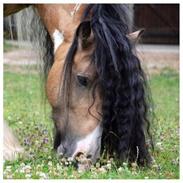 Irish Cob Cillbarra Golden Vale