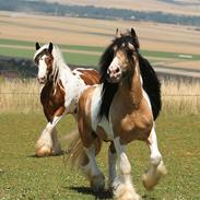 Irish Cob Cillbarra Golden Vale